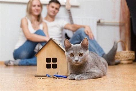 🐱Сколько живут домашние кошки, а сколько уличные: немного фактов и ...