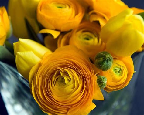 Yellow Ranunculus Bulbs — Buy Yellow Buttercups Online At Farmer Gracy Uk