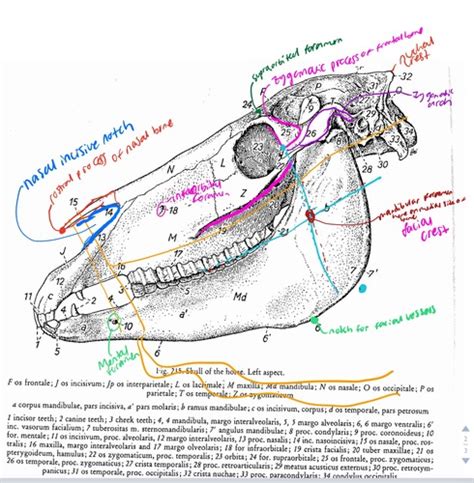 Anatomy 2 Exam 3 Flashcards Quizlet