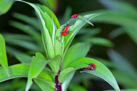 El Escarabajo Lirio Escarlata Escarabajo Lirio Rojo O Lirio Escarabajo