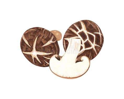 Watercolor Shiitake Mushroom Hand Drawn Illustration Isolated On White