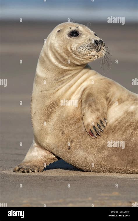 Atlantic Grey Seal pup Stock Photo - Alamy