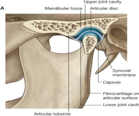 Tmj Ligaments Flashcards Quizlet