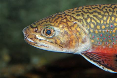 Brook Trout Wallpaper - WallpaperSafari