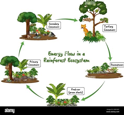 Flujo de energía en un diagrama del ecosistema de la selva tropical