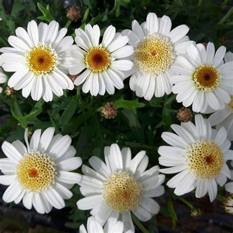 Аргирантемум (Argyranthemum) - Горшечные - Каталог - Pitomnik-Kolos.ru
