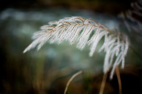 Bildet landskap tre natur utendørs gren lett anlegg hvit felt