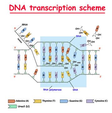 Mrna Transcription Diagram