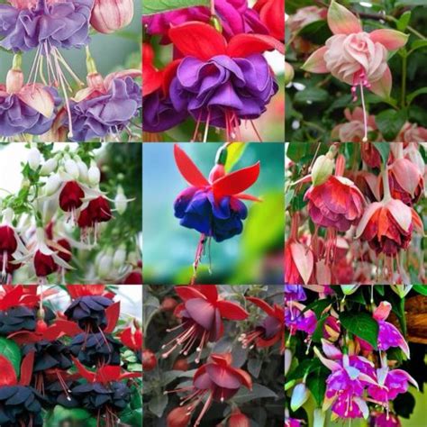 Mixed Fuchsia Flower Seeds, 100pcs/pack – GreenSeedGarden