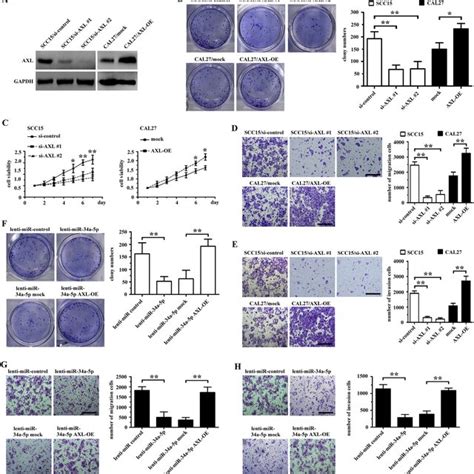 MiR 34a 5p Inhibits OSCC Cell Proliferation Migration And Invasion By