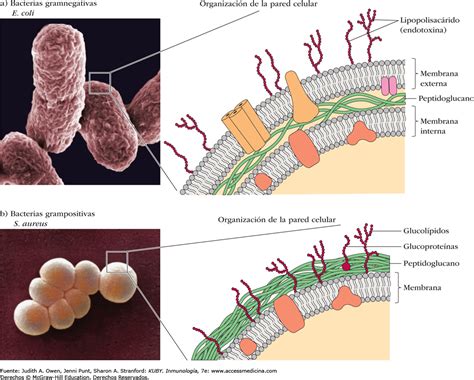 Pared Celular Bacteriana