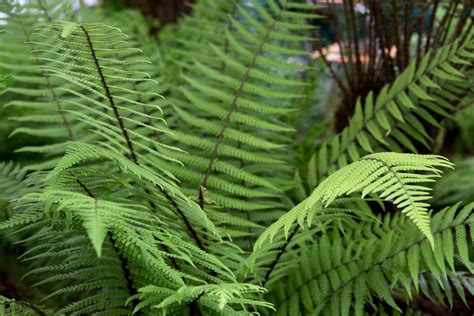 How To Grow Ferns Bbc Gardeners World Magazine