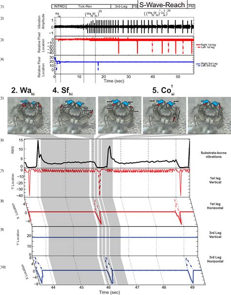 Figure From Orchestrating The Score Complex Multimodal Courtship In