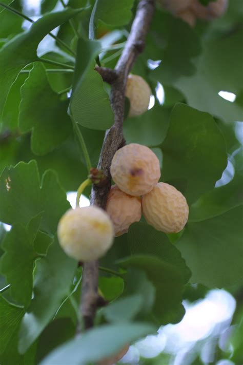 Ginkgo Tree Fruit Edible / Ginkgo An Edible Fossil Europe Chinadaily ...