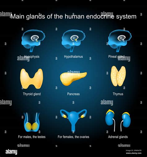 Glands Of A Human Endocrine System Pituitary Pineal Adrenal Glands