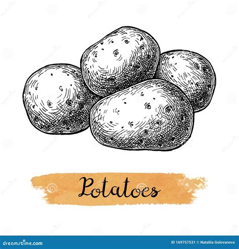 drawing of potatoes 5