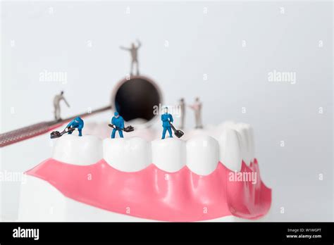 People To Clean Tooth Model Stock Photo Alamy