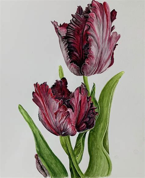 Black Parrot Tulip Painting By Shabri Maheshwari Fine Art America