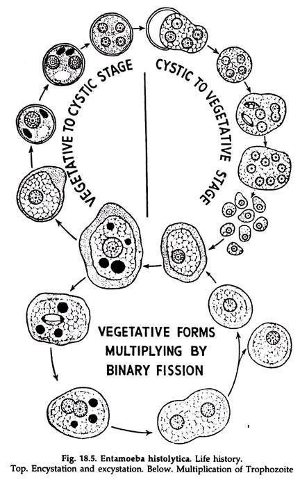 Life Cycle Of Entamoeba Histolytica With Diagram Parasitic Protozoa Entamoeba Histolytica