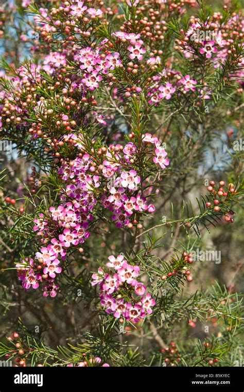 Geraldton Wax Chamelaucium Uncinatum In Bloom Wagin Western Australia