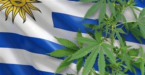 Cannabis I Uruguay Cannabis I Fokus