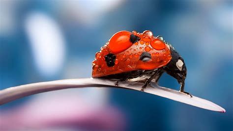 Hd Wallpaper Macro Insects Ladybug Dew Drops Wallpaper Flare