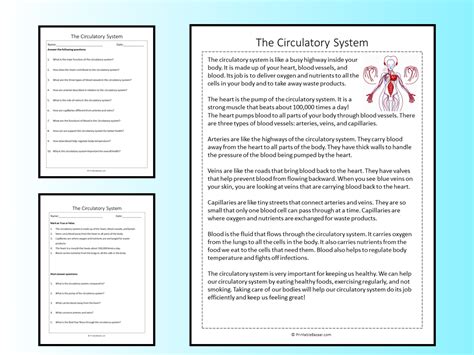 The Circulatory System Reading Comprehension Passage Printable