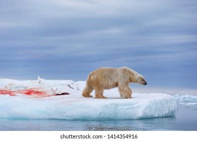 Polar Bear Hunting Killed Walrus Blood Stock Photo 1414354937 ...