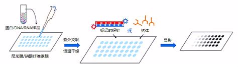 Biorbyt实验斑点印迹 Dot Blotting 知乎