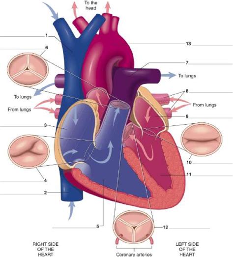 Chapter 11 Cardiovascular System Heart Diagram Diagram Quizlet