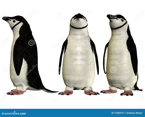 Chinstrap Penguin As Aquatic Flightless Bird With Flippers For Swimming