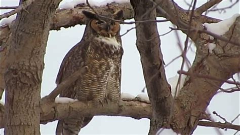 Great Horned Owl Hooting Youtube