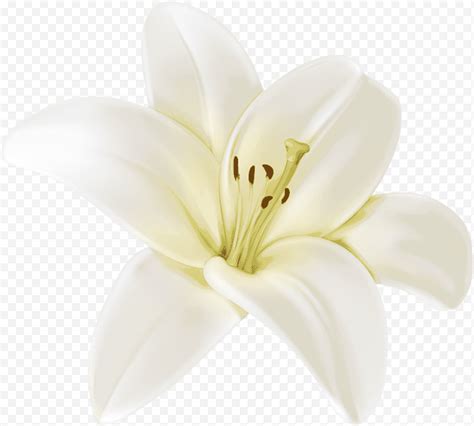 Ramo De Flores Dibujo Lirio De Pascua Diseño Floral Madonna Lily