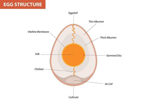 Egg Embryo Anatomy Section Bird Chicken Egg Structure