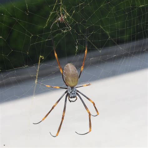 Tiger Spider From Graceville Parks On February At Am By