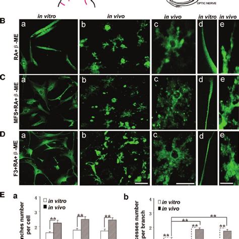 Expression Of Notch And Dtx1 In Differentiated Human Bone Marrow Download Scientific Diagram