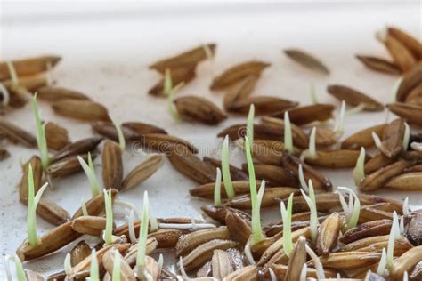 Germinação Da Semente Planta De Arroz Das Plântulas Imagem De Stock