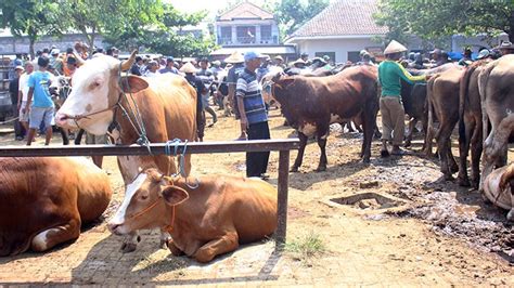 Begini Panduan Salat Idul Adha Saat Pandemi Corona Kotak Sedekah Tak