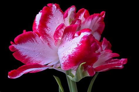 Beautiful Exotic Tulip Photograph By Garry Gay Fine Art America