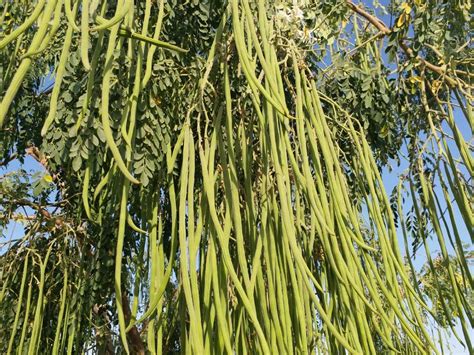 GREEN WORLD MORINGA DRUMSTICK SAIJAN SEEDS PKM 1 VARIETY 1 KG SEEDS