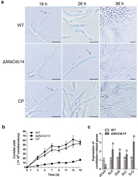 Conidiation And Conidial Yield Assays A Mycelial Morphology Of