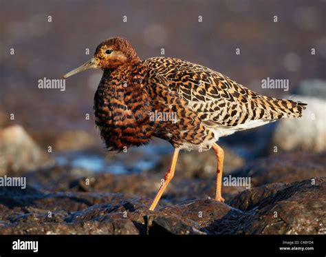 Ruff Philomachus Pugnax Male In Breeding Plumage Walking On Wet