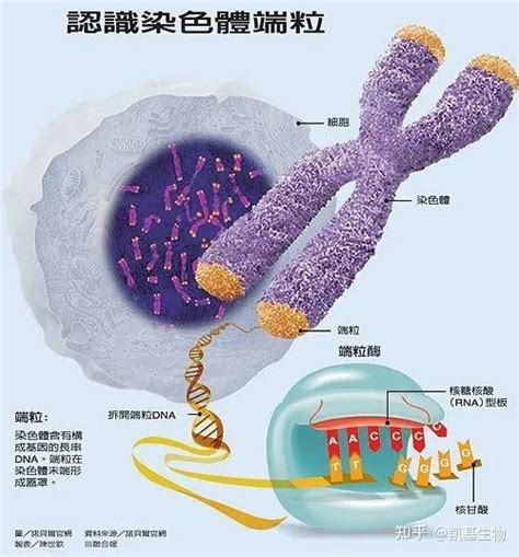 干货丨触发衰老的“生物钟”——端粒与端粒酶 知乎