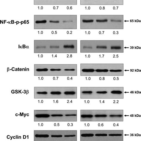 Effect Of Phytic Acid On Nf B And Catenin Pathway Proteins In Crc