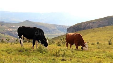 Colored Landscape Photo Of A Nguni Cow And Bull In The Drakensberg