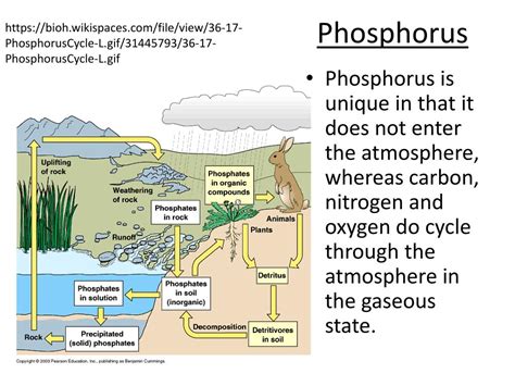 Ppt Phosphorus Cycle Powerpoint Presentation Free Download Id3803867