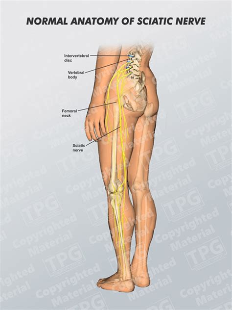 Normal Anatomy of Sciatic Nerve - Order