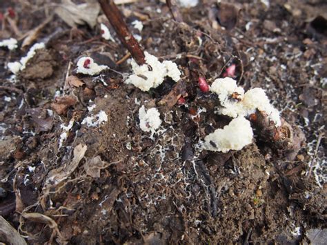 Quel Parasite Maladie Champignon Fuligo Sp