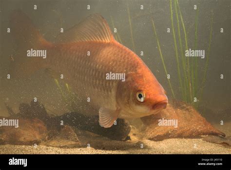 Carpe Carassius Auratus Gibelio Banque De Photographies Et Dimages