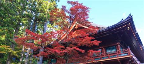 Nikko World Heritage Area Pass En Tokio Reserva En